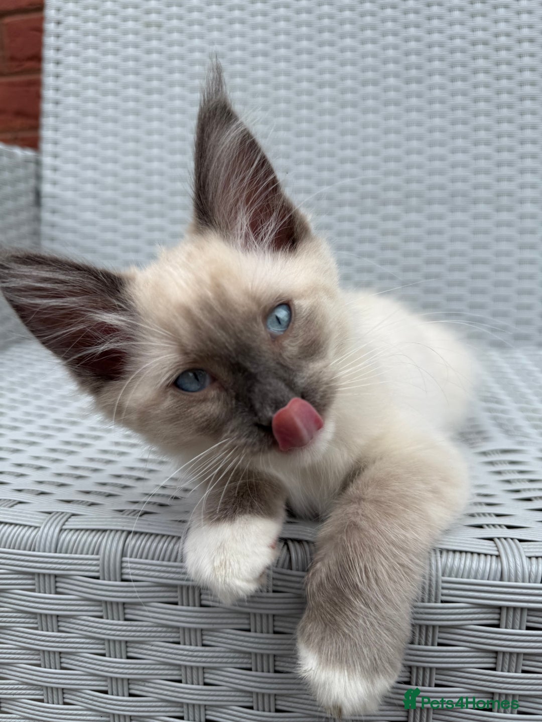Mixed Breed cats for sale: Ragdoll x Mainecoon boy  - Image 1