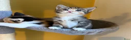 Domestic Shorthair cats for sale: 5 Beautiful Kittens – Ready 26th August 🐾 in Driffield - Advert 4