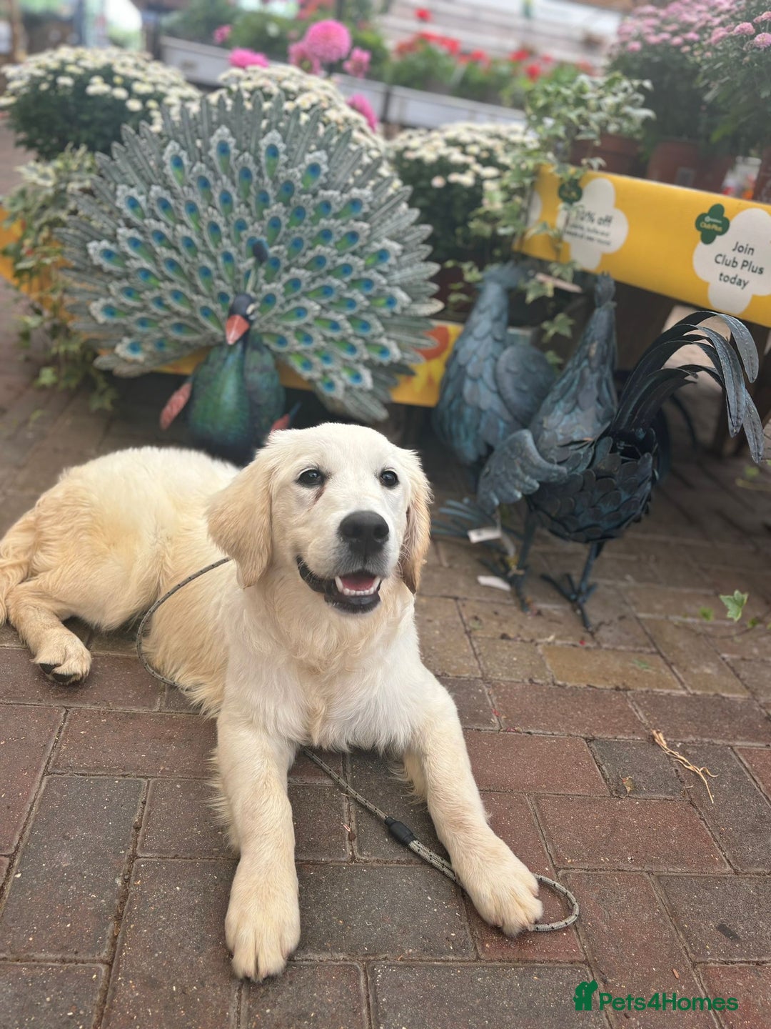 Golden Retriever dogs for sale: Advanced trained golden retriever  - Image 3