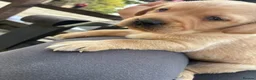 Labrador Retriever dogs for sale: Trainer raised Labrador Puppies  in Mexborough - Advert 13
