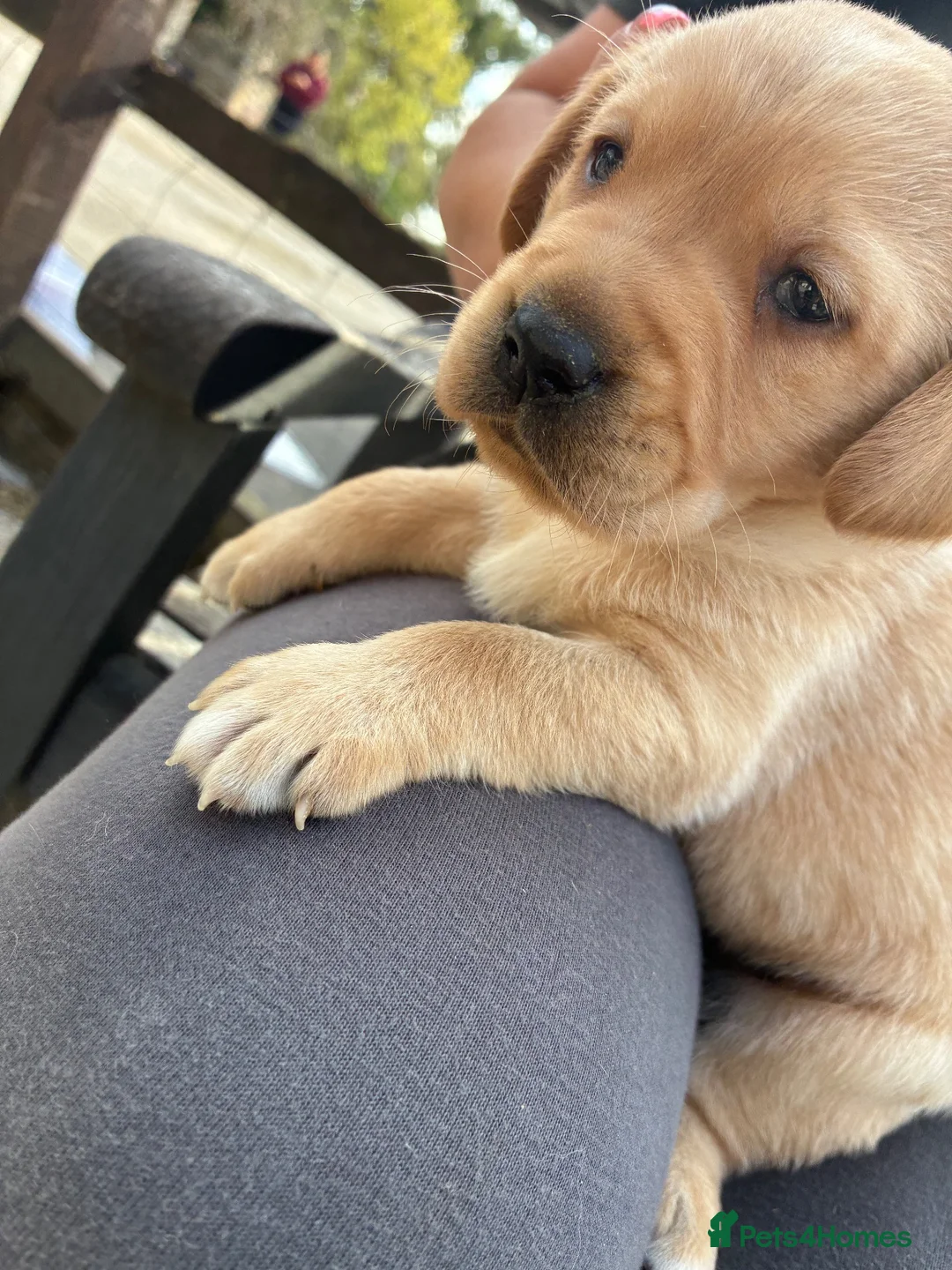 Labrador Retriever dogs for sale: Trainer raised Labrador Puppies  in Mexborough - Advert 13