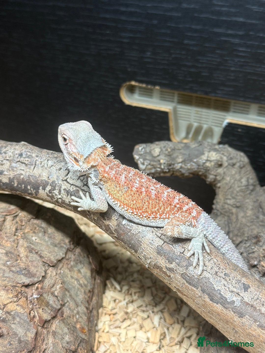 Bearded Dragon reptiles for sale: Bearded dragon and candy cane corn snake  - Image 3