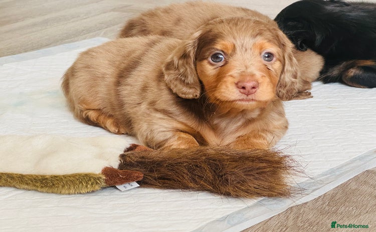 Miniature Dachshund dogs - Advert 14