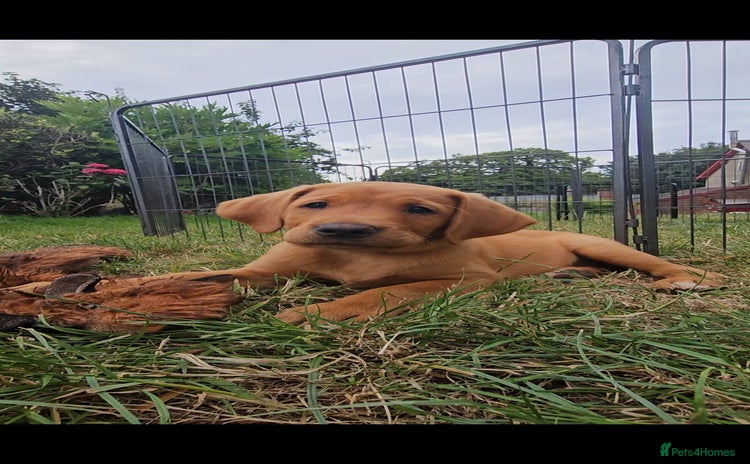 Labrador Retriever dogs in Watchet - Advert 1