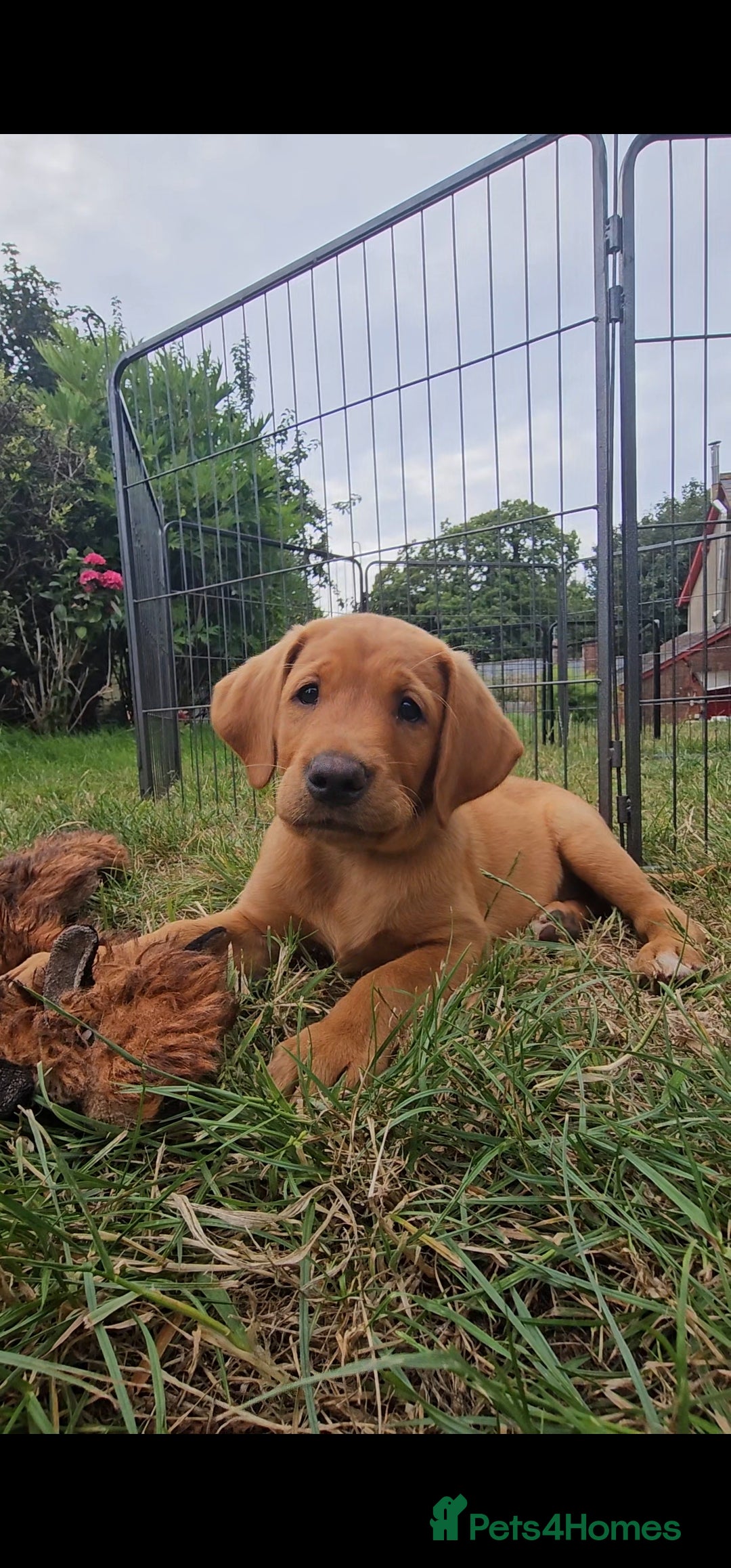 Labrador Retriever dogs for sale: Labrador Puppies  in Watchet - Image 1
