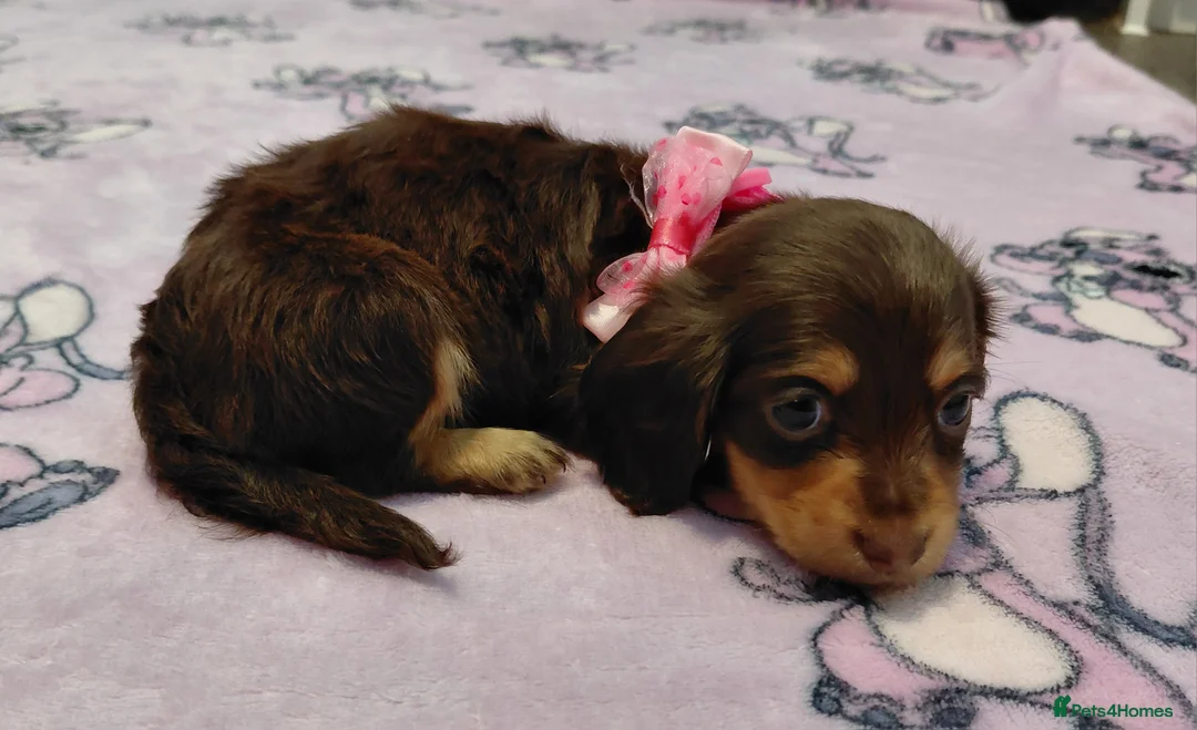 Miniature Dachshund dogs for sale: Sweetest Longhaired/One S.Haired Mini's 🤎🐾 - Advert 12