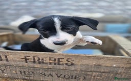 Mixed Breed dogs for sale: 2 Female Collie pups for sale - Advert 6