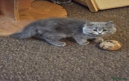 British Shorthair cats for sale: British shorthair and longhair  - Image 1