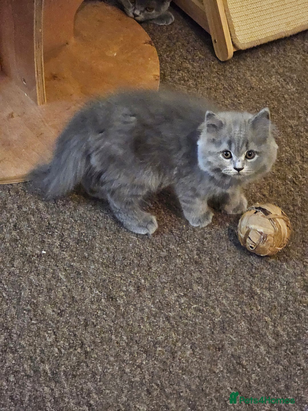 British Shorthair cats for sale: British shorthair and longhair  - Image 1