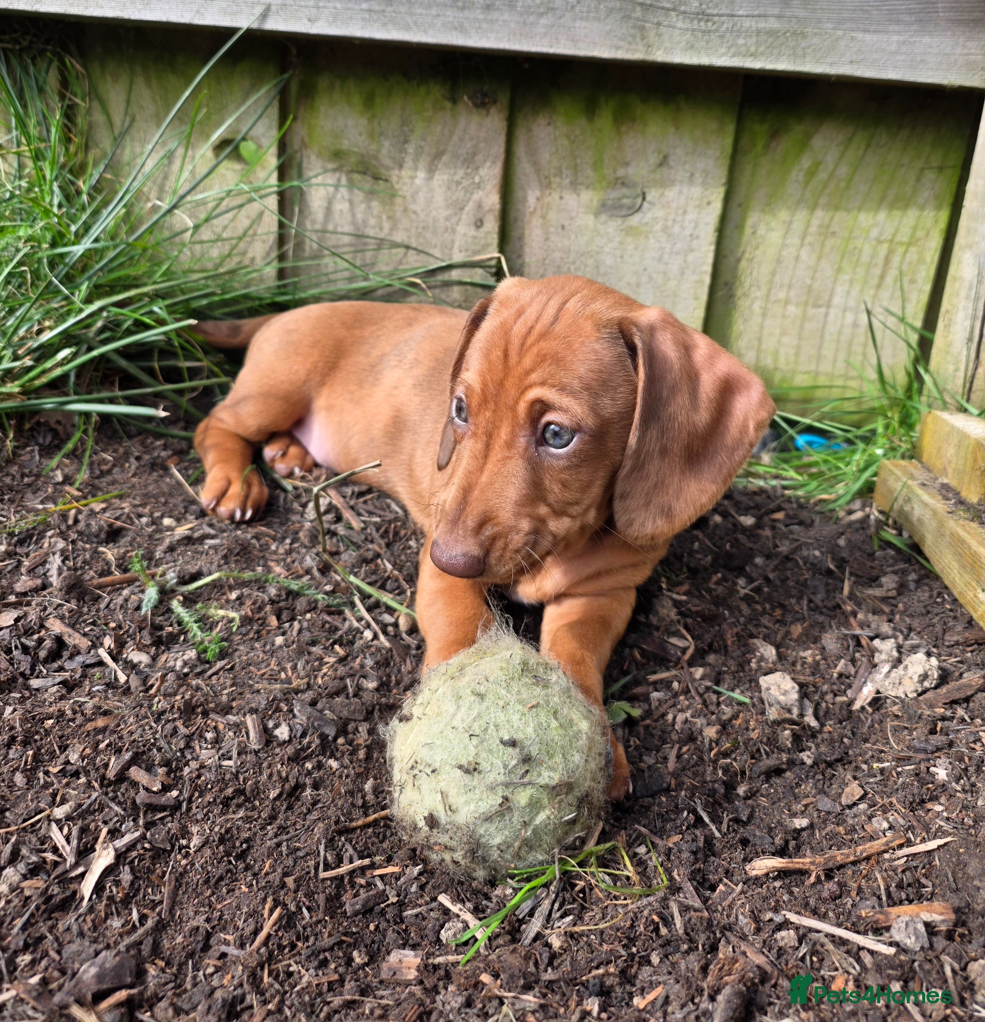 Dachshund dogs Miniature x Standard Dachshund Puppies - Advert 3