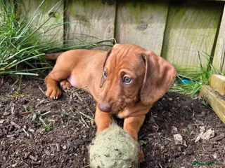 Dachshund dogs Miniature x Standard Dachshund Puppies - Advert 3