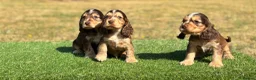 Cocker Spaniel dogs for sale: Beautiful litter of qauilty show type cockers  - Advert 10