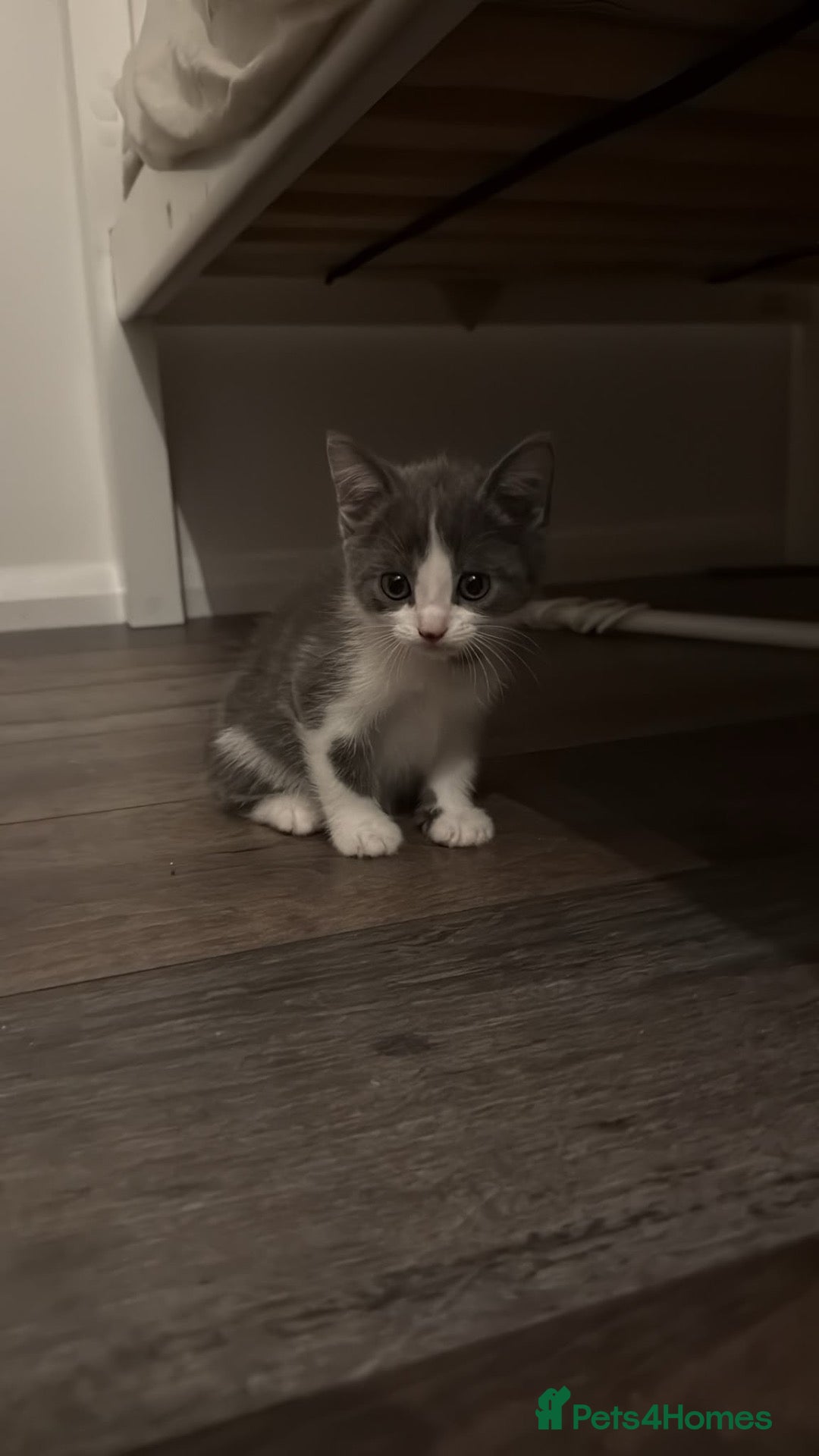 British Shorthair cats British shorthair mixed kittens looking for homes - Advert 2