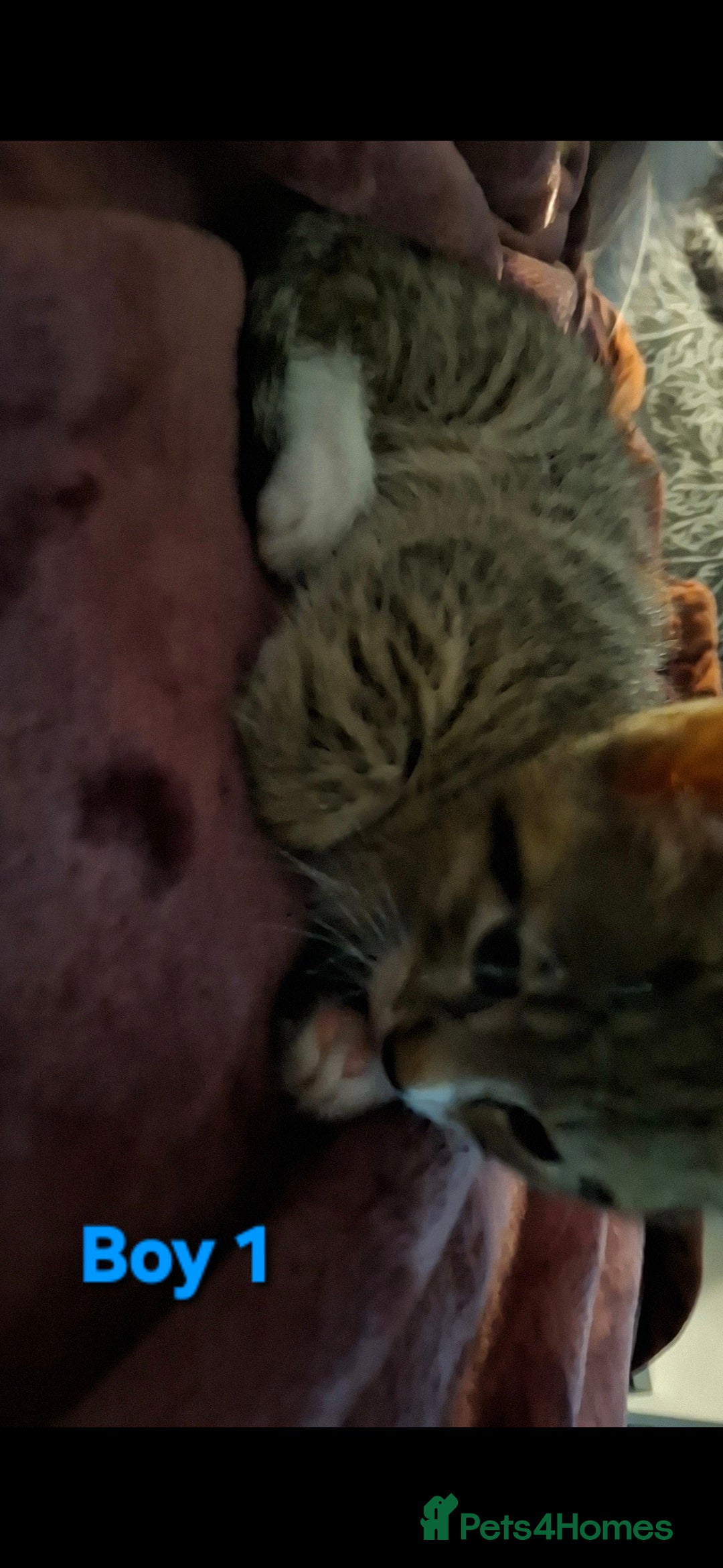 Mixed Breed cats for sale: 3 beautiful kittens for adoption  - Advert 14