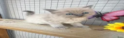 Ragdoll cats for sale: Mink ragdoll kittens full breed - Advert 18