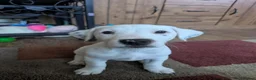 Jack Russell dogs for sale: 2 beautiful female jack Russell puppies  - Advert 4