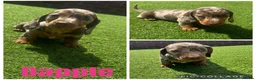 Dachshund dogs for sale: Beautiful miniature Dachshund puppies - Advert 10