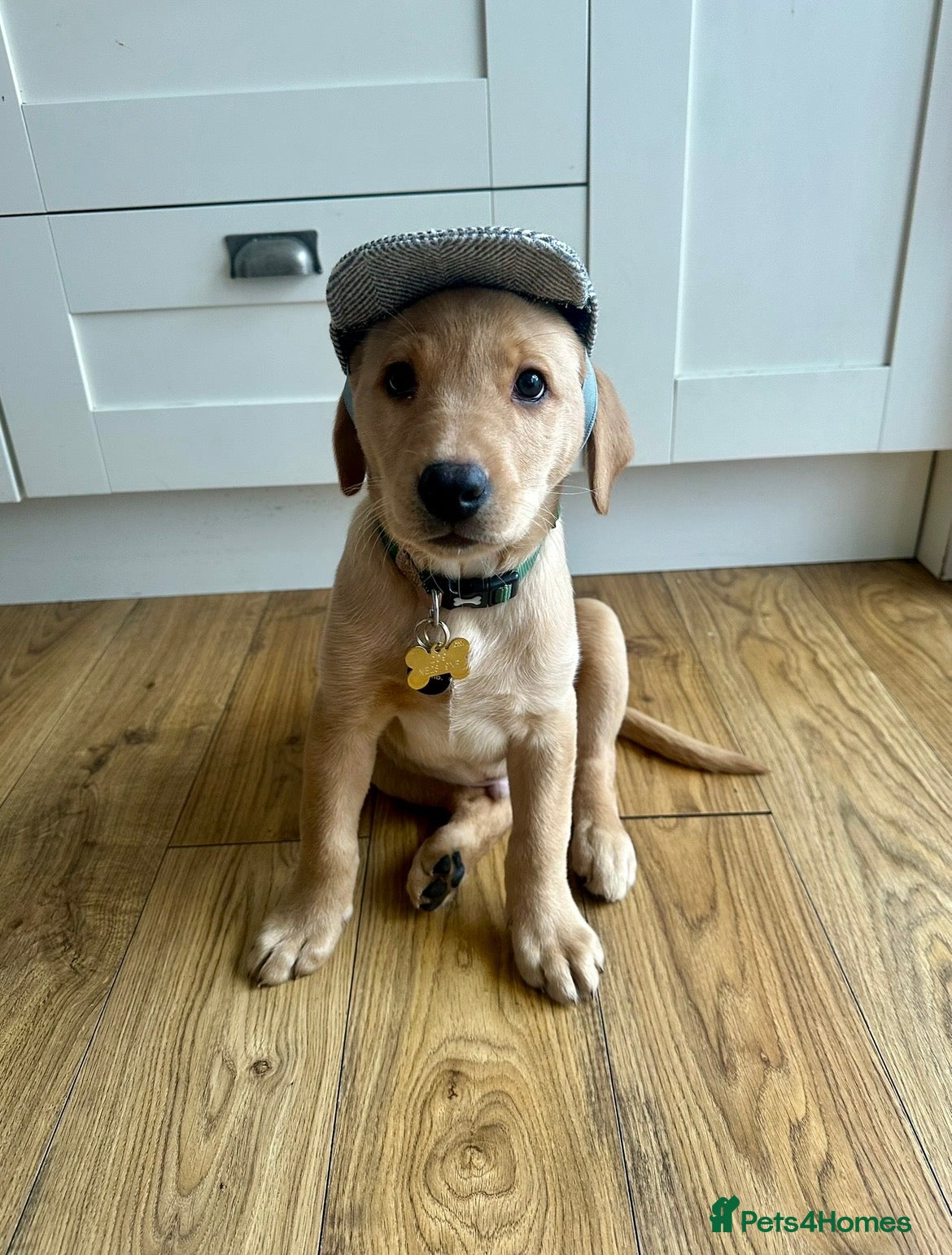 Labrador Retriever dogs for sale: Exceptional KC Reg Labrador Puppies – Due July 4th - Advert 10