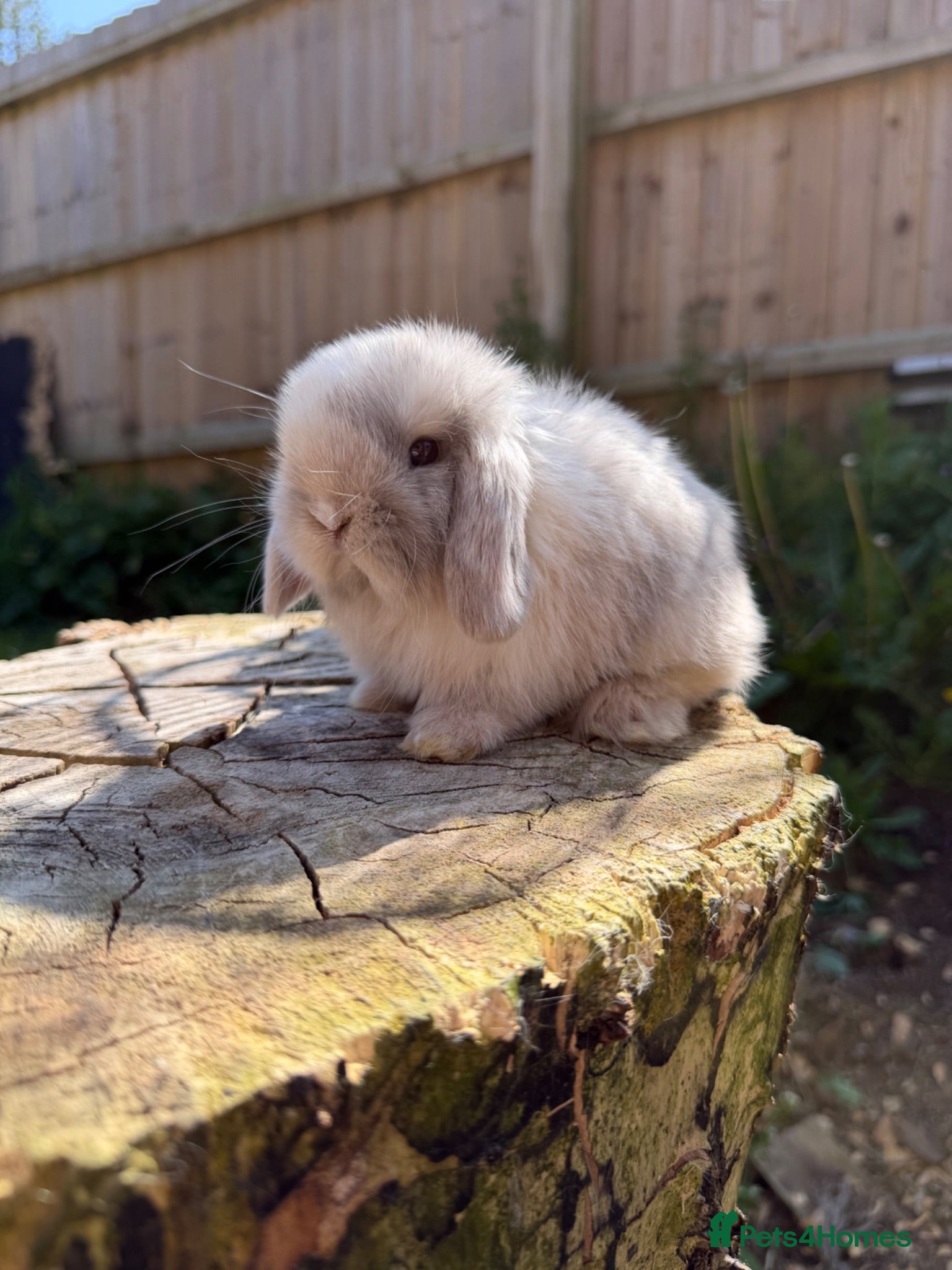 Mini Lop rabbits Mini lops available  - Advert 1