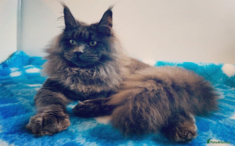 Maine Coon cats - Advert 2
