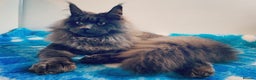 Maine Coon cats for sale: *ACTIVE* Riverbrue Maine Coon Cattery (GCCF) - Advert 1