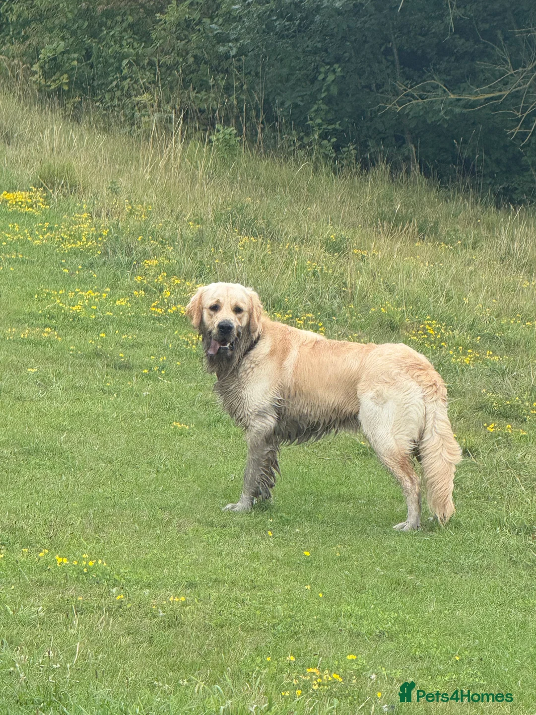Golden Retriever dogs for stud: Simba~Golden Retriever Stud Available - Advert 11