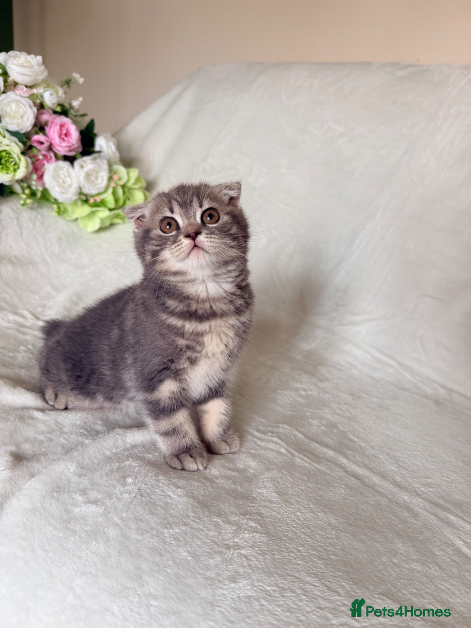 Scottish Fold cats Adorable Scottish Fold Kittens - Advert 3