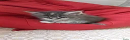 Maine Coon cats for sale: Beautiful Maine coon kittens 🐱  - Advert 13