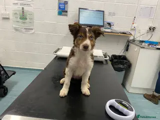 Border Collie dogs 1 Boy Red/Brown Tri BorderCollie: rough coat - Advert 18