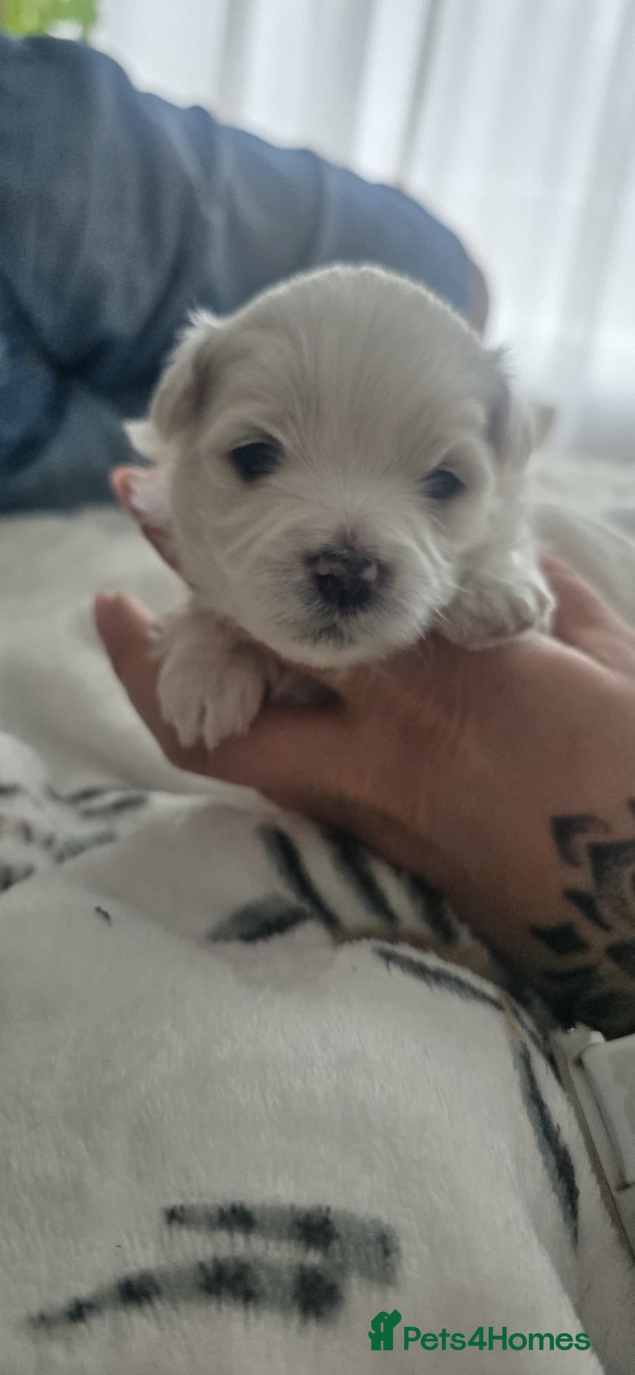 Maltese dogs Maltese 3 Boys 2 Girls   - Advert 3