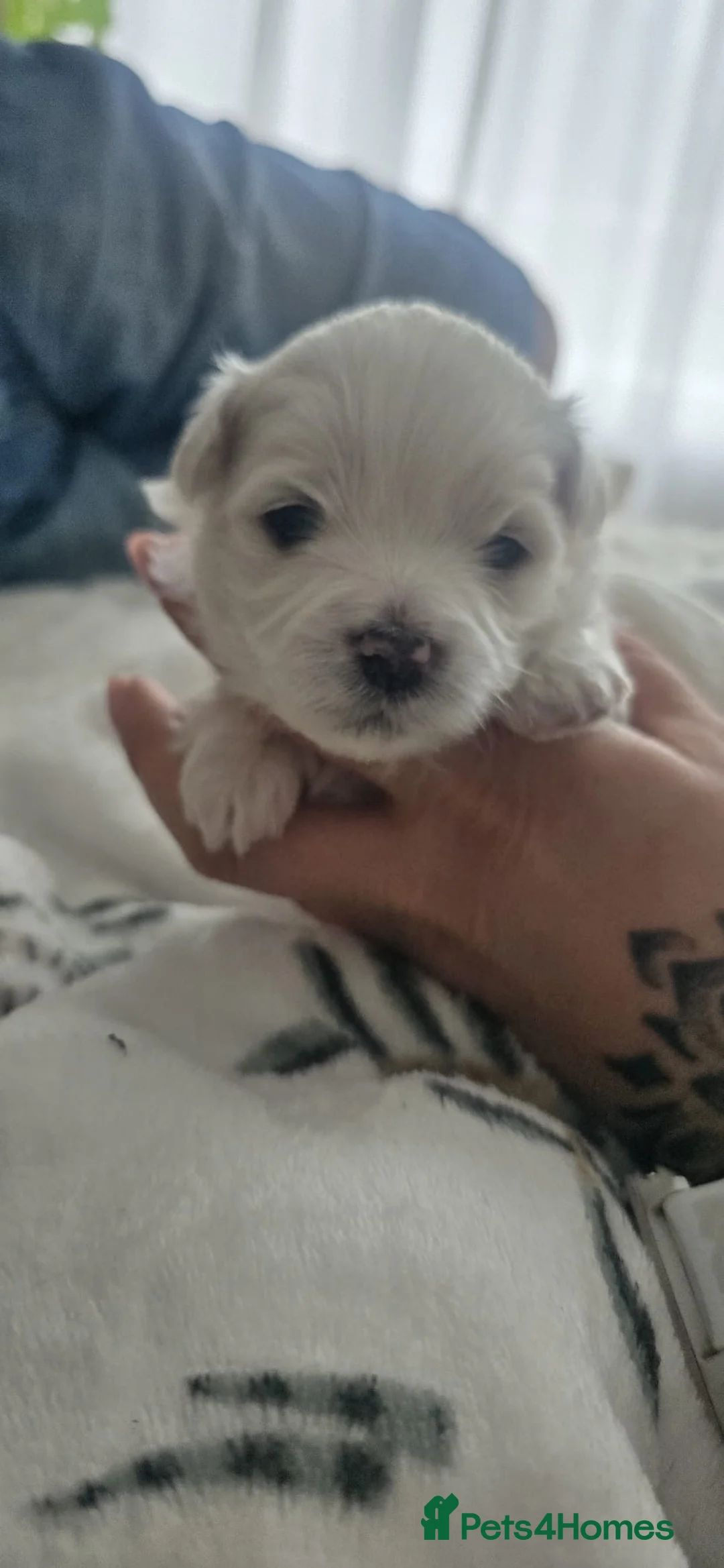 Maltese dogs for sale: Maltese 3 Boys 2 Girls   - Advert 1