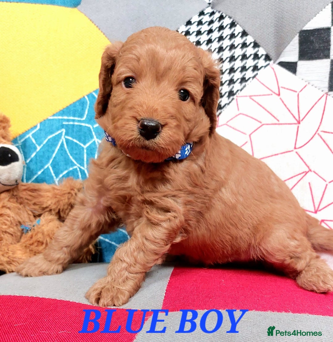 Cockapoo dogs for sale: Home bred, well socialised, trained,F1b cockapoos  - Advert 4