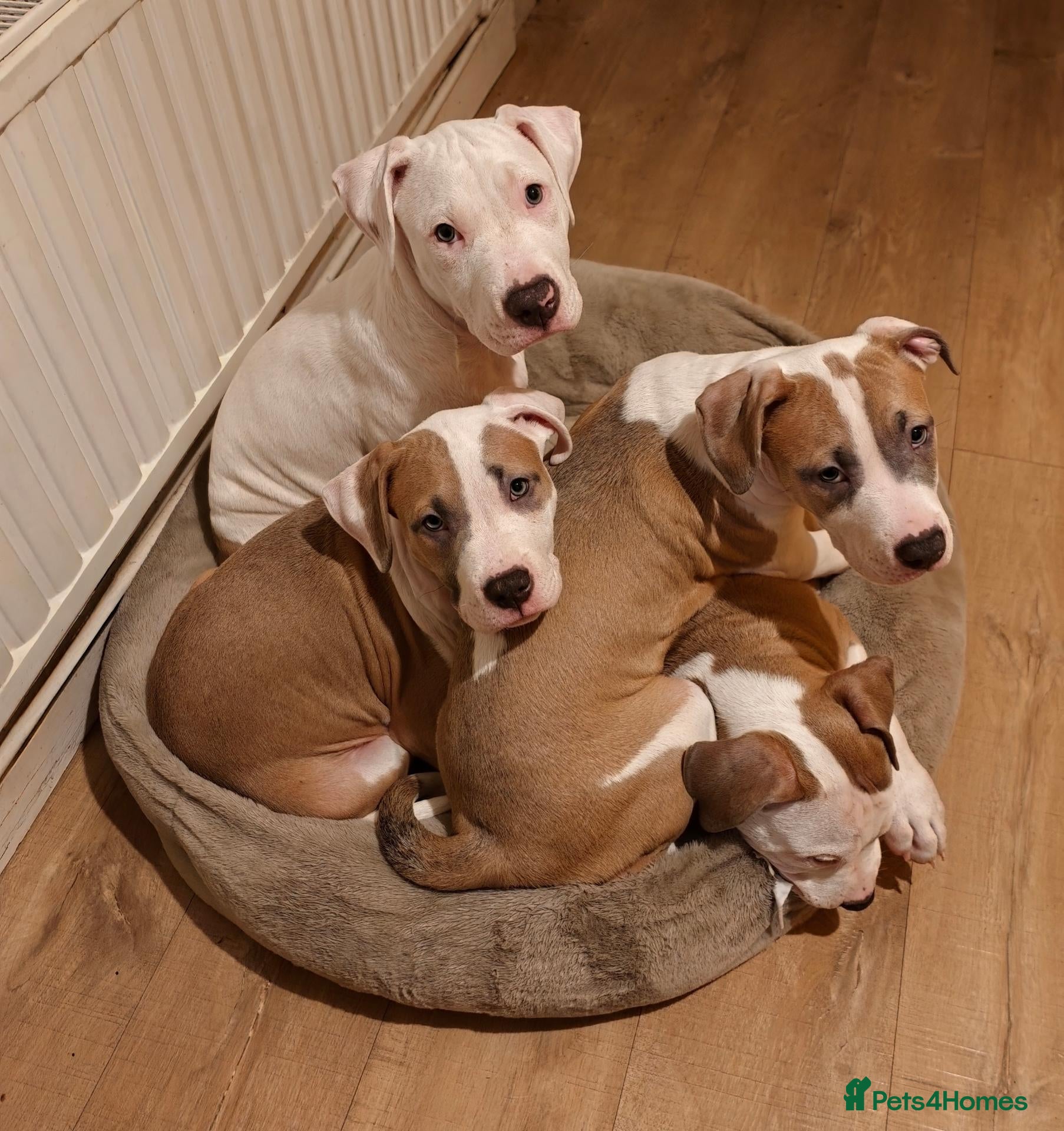 American Bulldog dogs Exceptional American Bulldog Puppies - Advert 2