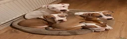 American Bulldog dogs for sale: Exceptional American Bulldog Puppies - Advert 2