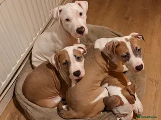 American Bulldog dogs Exceptional American Bulldog Puppies - Advert 2