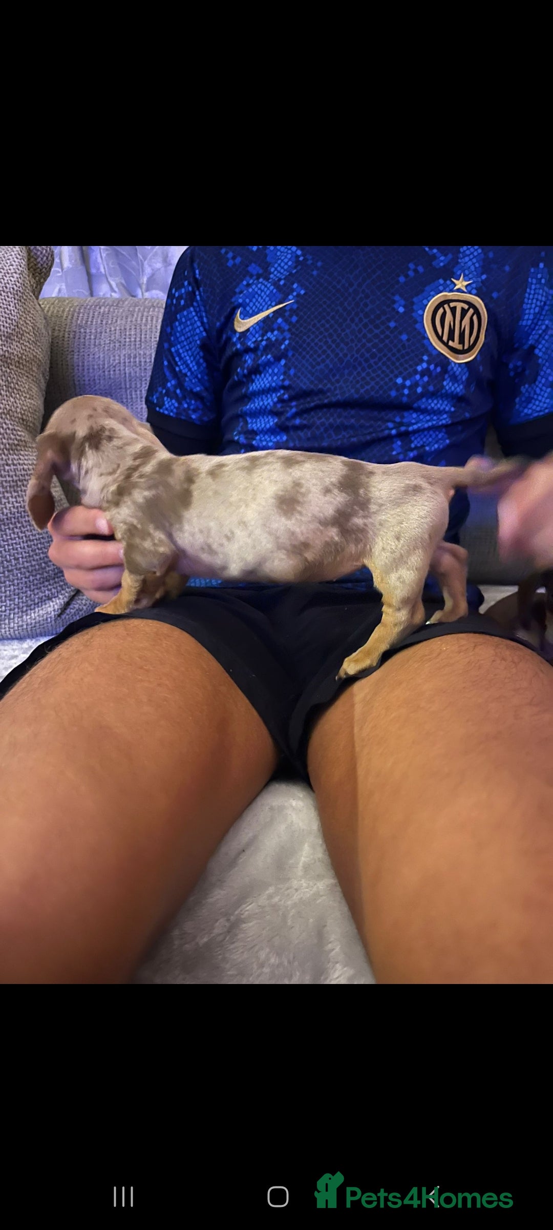 Miniature Dachshund dogs for sale: Miniature Dachshund  - Image 5