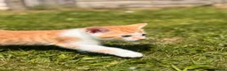 Mixed Breed cats for sale: Kittens easy to go  - Advert 4