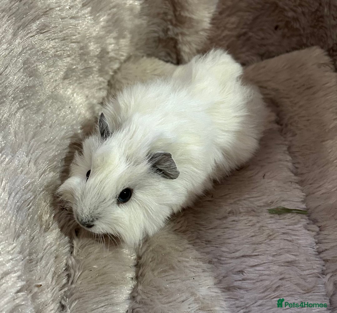 Guinea Pig rodents for sale: GORGEOUS BABY GUINEA PIGS - Advert 5