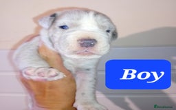 Mixed Breed dogs for sale: Taylors Minidane (Bulldane) Pups Available  - Image 12
