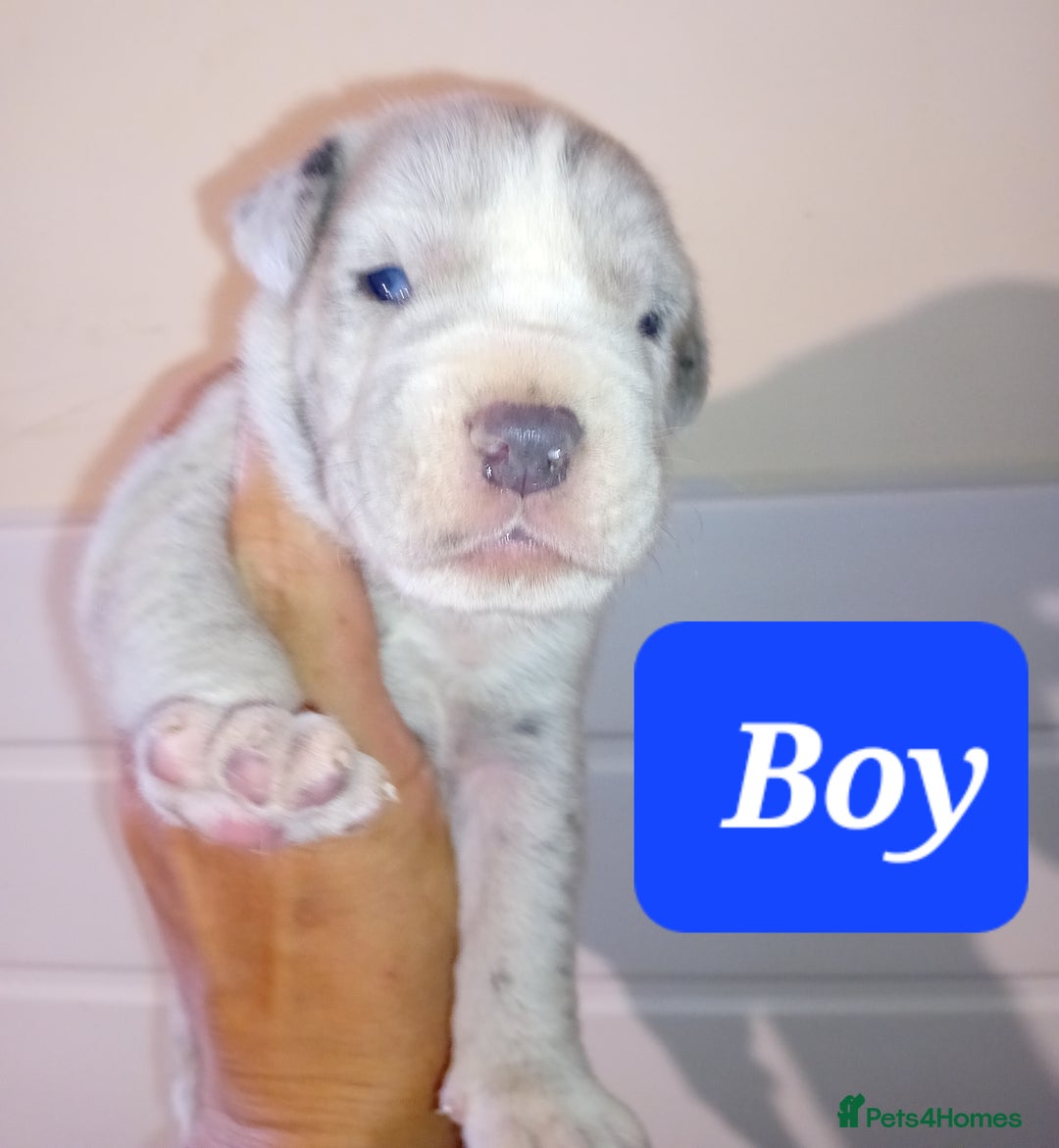 Mixed Breed dogs for sale: Taylors Minidane (Bulldane) Pups Available  - Image 12
