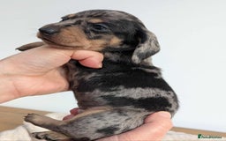 Miniature Dachshund dogs for sale: Miniature dachshund  - Image 7