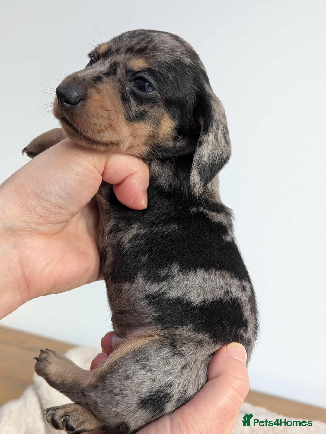 Miniature Dachshund dogs for sale: Miniature dachshund  - Image 7