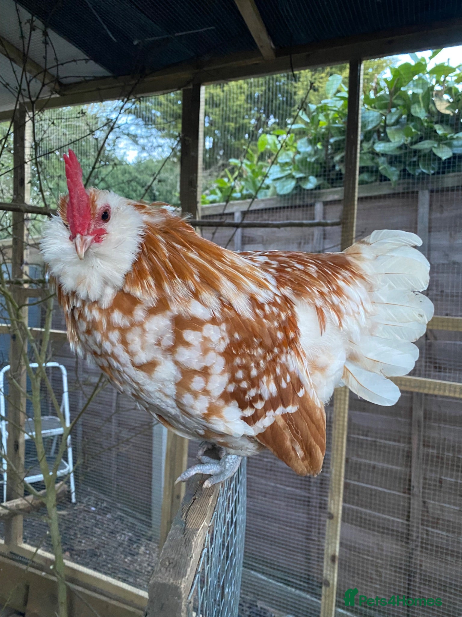 Chickens poultry POL chickens available  - Advert 2