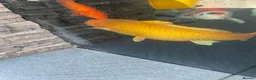 Koi Carp fish for sale: Japanese orenji ogon  in Coventry - Advert 1