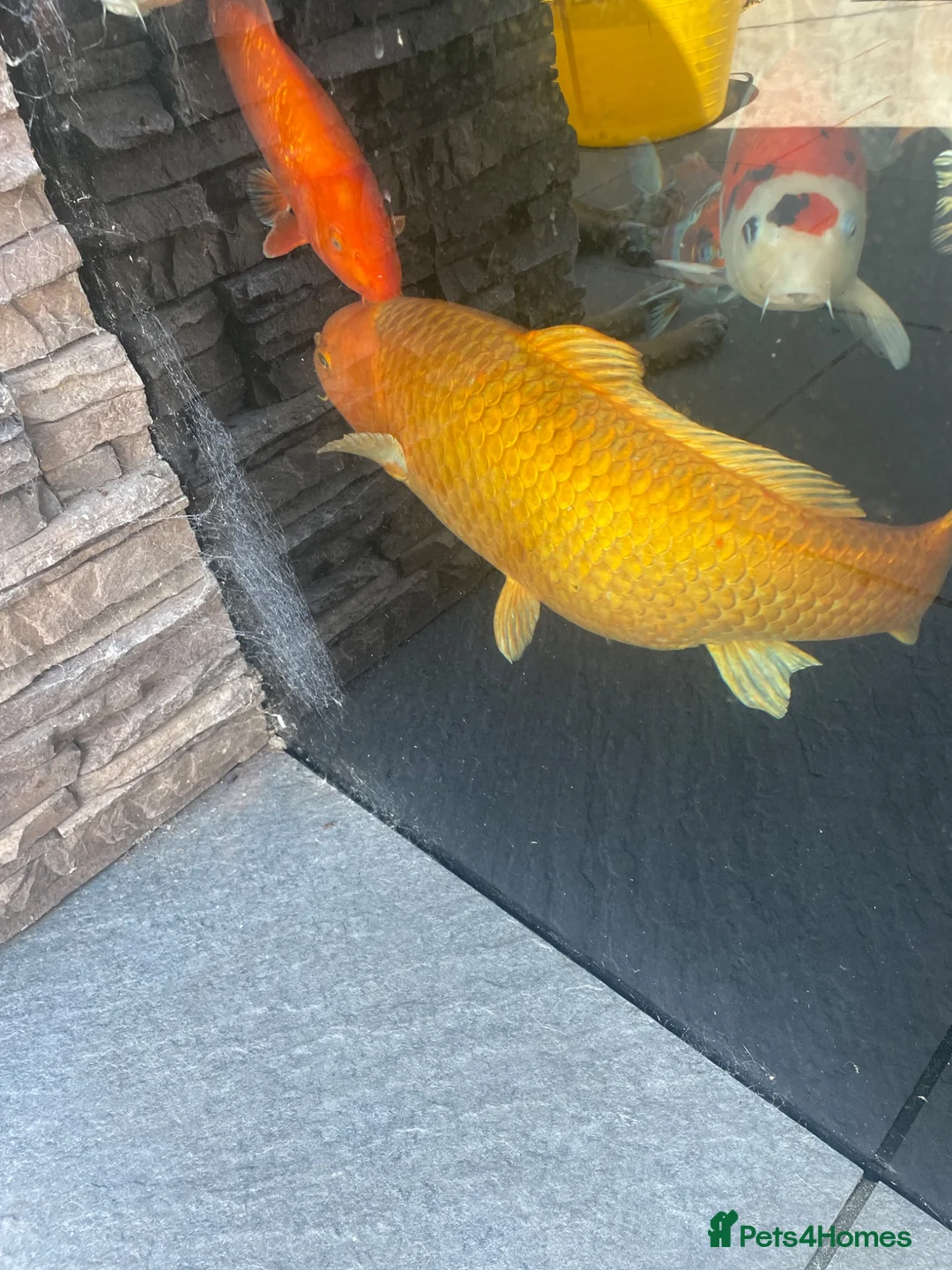 Koi Carp fish for sale: Japanese orenji ogon  in Coventry - Advert 1