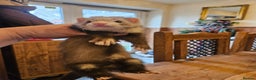 Ferret rodents for sale: Small hob ferret tame  - Advert 5