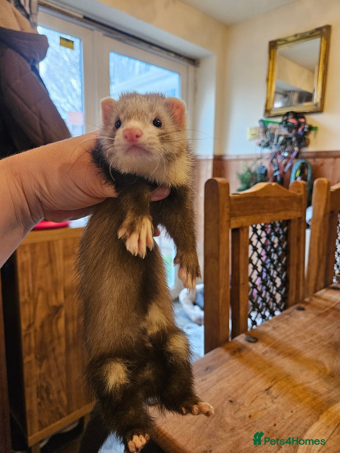 Ferret rodents for sale: Small hob ferret tame  - Advert 5
