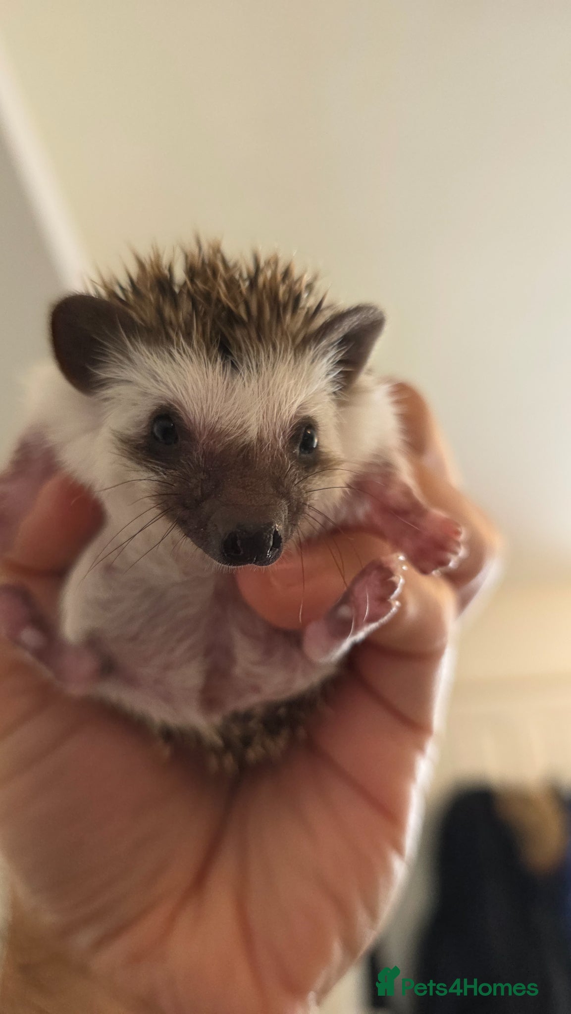 Pygmy Hedgehog rodents Little girl ready to move from June - Advert 7