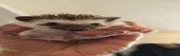 Pygmy Hedgehog rodents for sale: Little girl ready to move from June - Advert 1