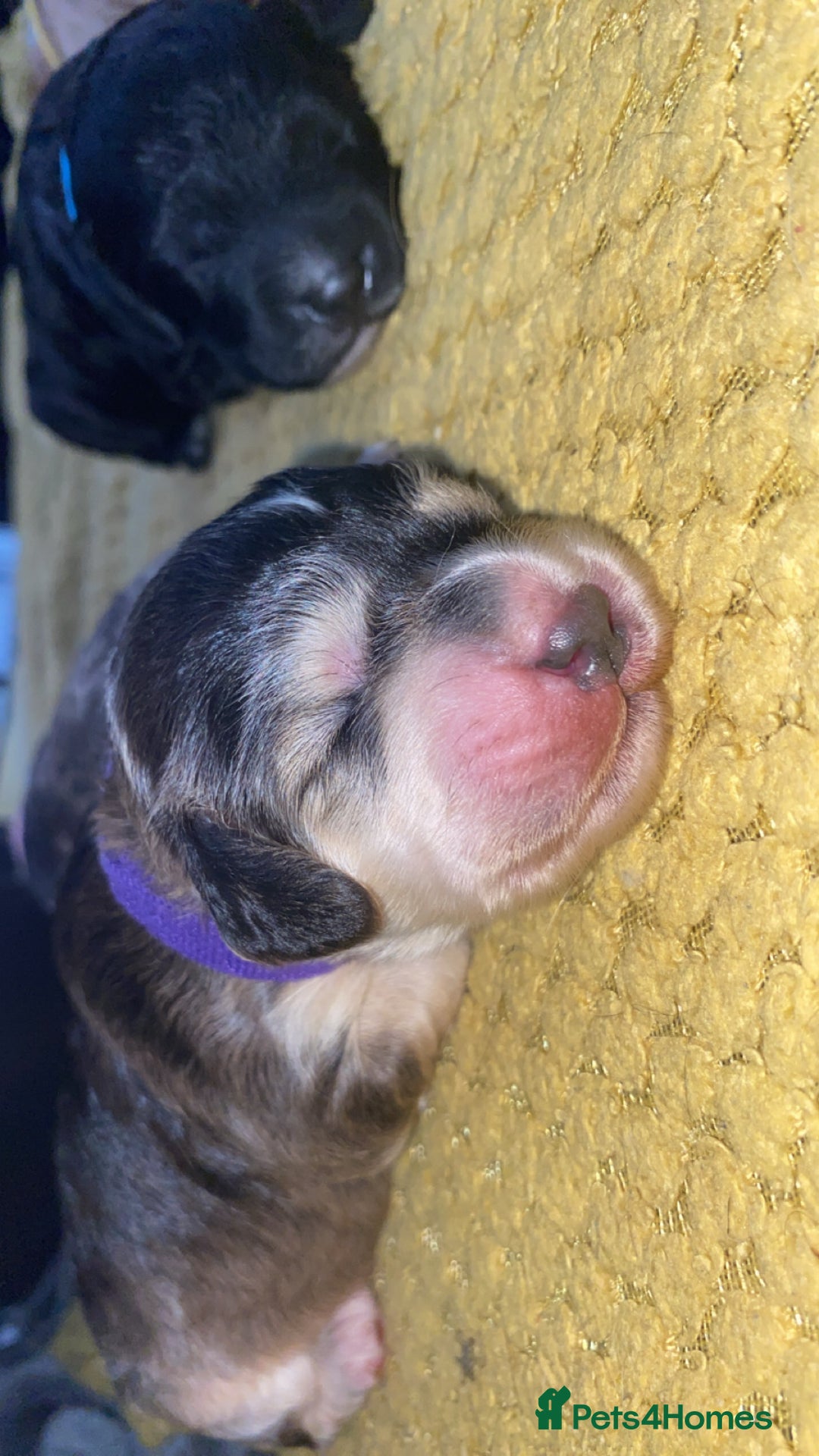Cockapoo dogs for sale: Stunning Cockapoos - Image 3